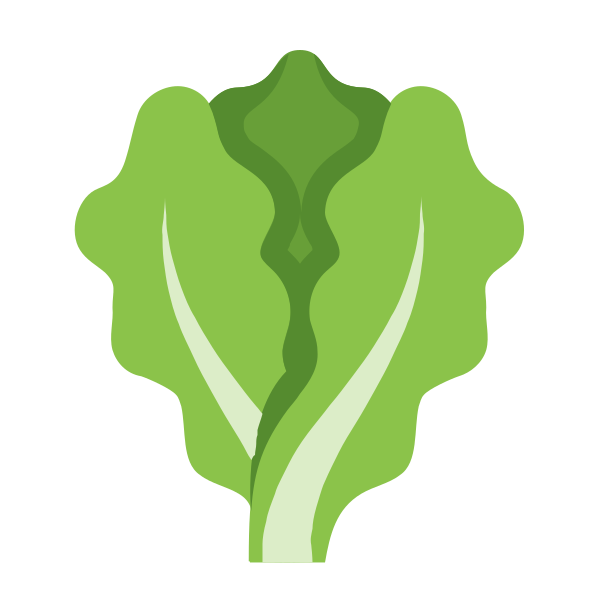 Lettuce Svg File