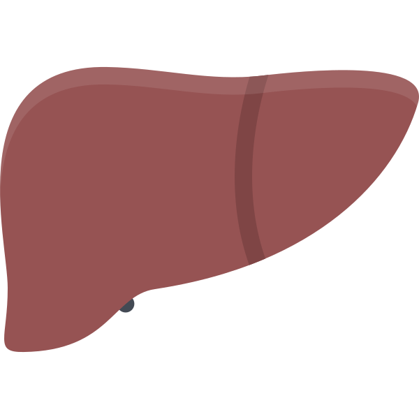 liver Svg File