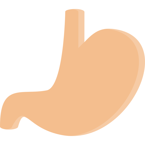 Stomach Svg File