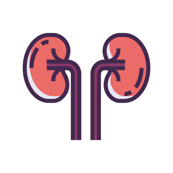 Kidneys Svg File