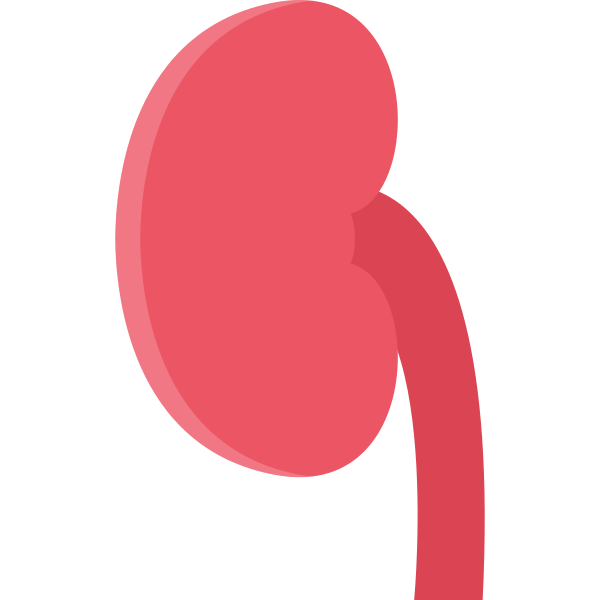 Kidney Svg File